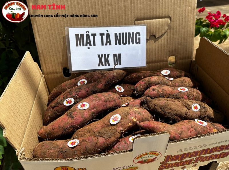 Khoai lang Mật xuất khẩu Size M