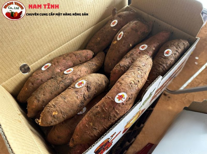 khác biệt giữa khoai mật Xuất khẩu và khoai khác