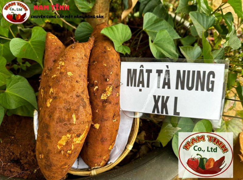 khoai Mật xuất khẩu L