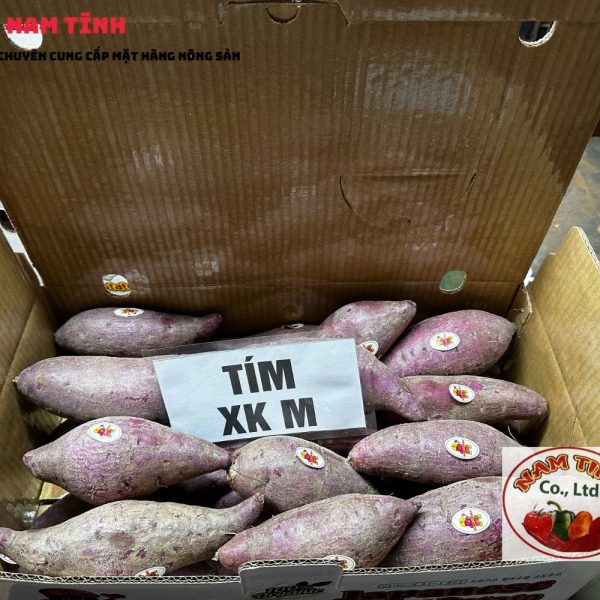 khoai lang tím xuất khẩu M