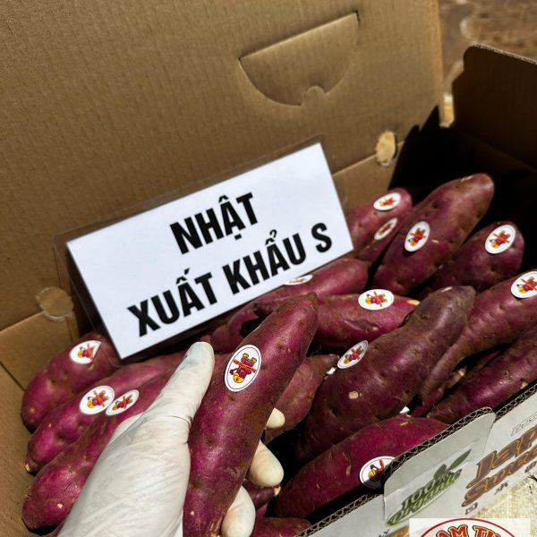 Khoai Nhật xuất khẩu size s