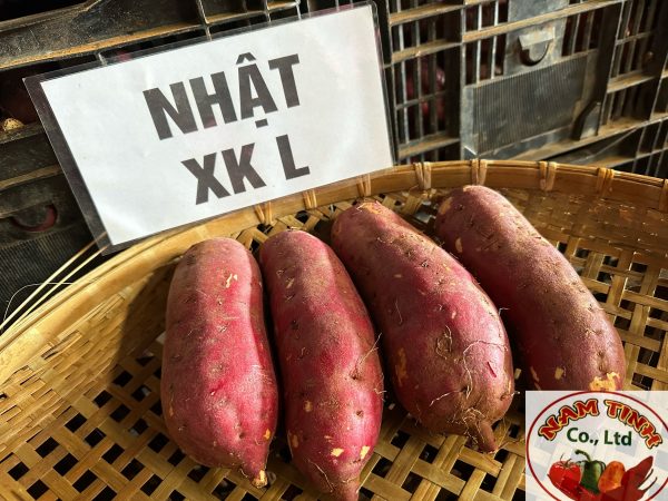 Khoai Nhật xuất khẩu L