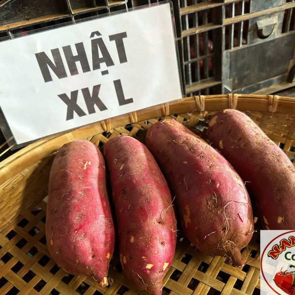 Khoai Nhật xuất khẩu L