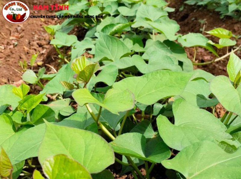 Nguyên tắc lựa chọn khoai lang xuất khẩu