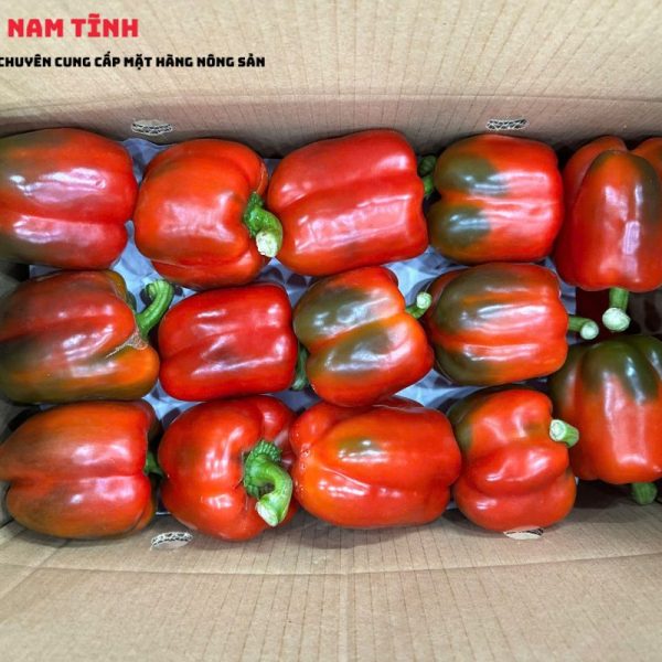 Ớt chuông đỏ Xuất khẩu