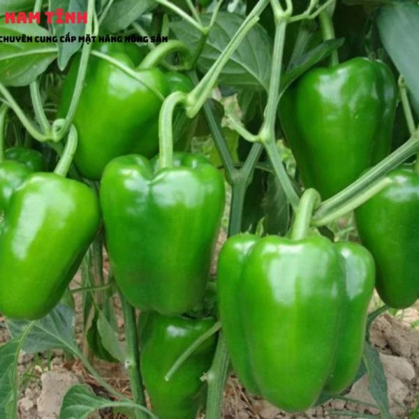 Ớt chuông xanh Xuất Khẩu