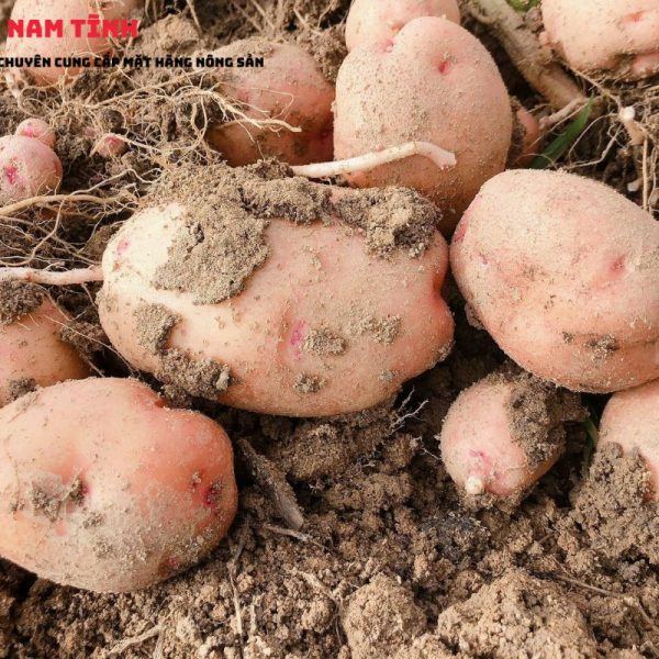 Màu sắc thực tế khoai Tây Hồng Đà Lạt