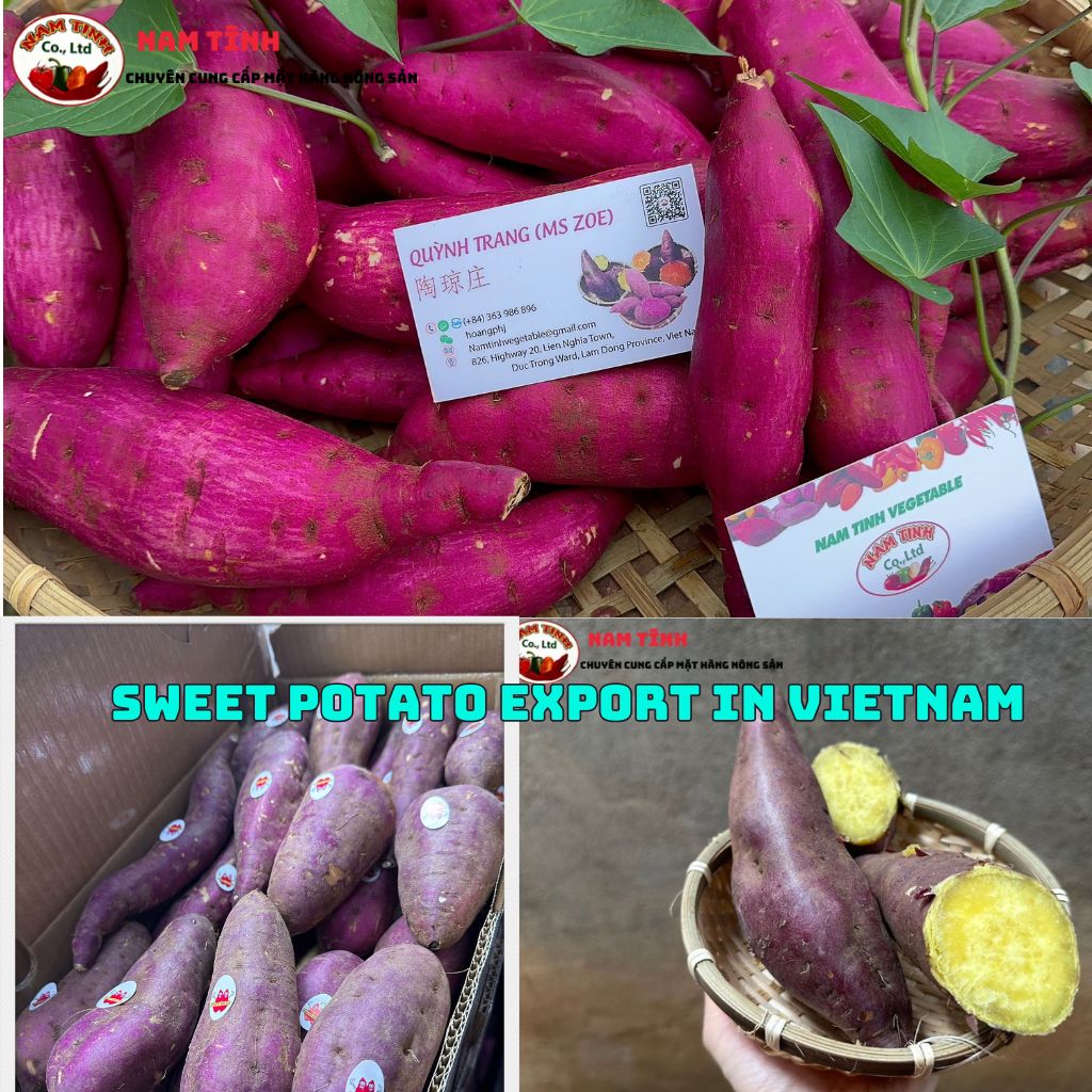 a reputable supplier of sweet potatoes for export in Vietnam