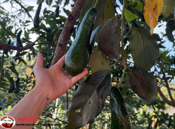 Điểm nổi bật bơ 034 Lâm Đồng