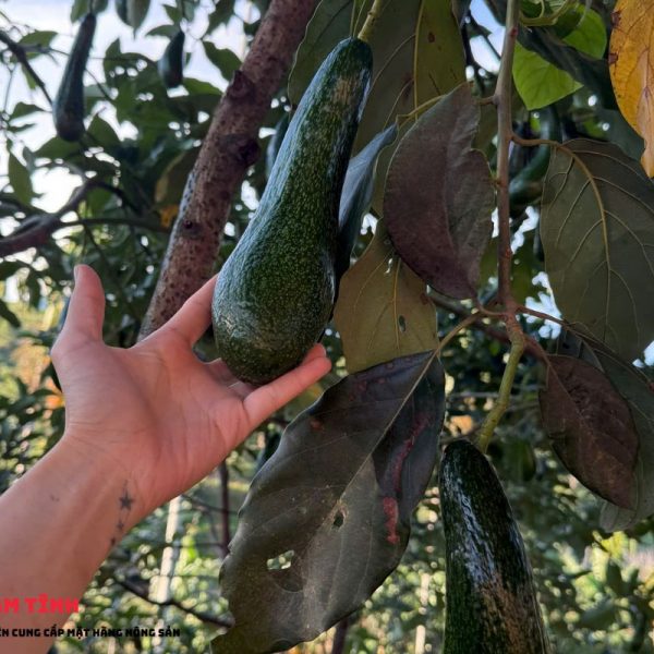 Điểm nổi bật bơ 034 Lâm Đồng