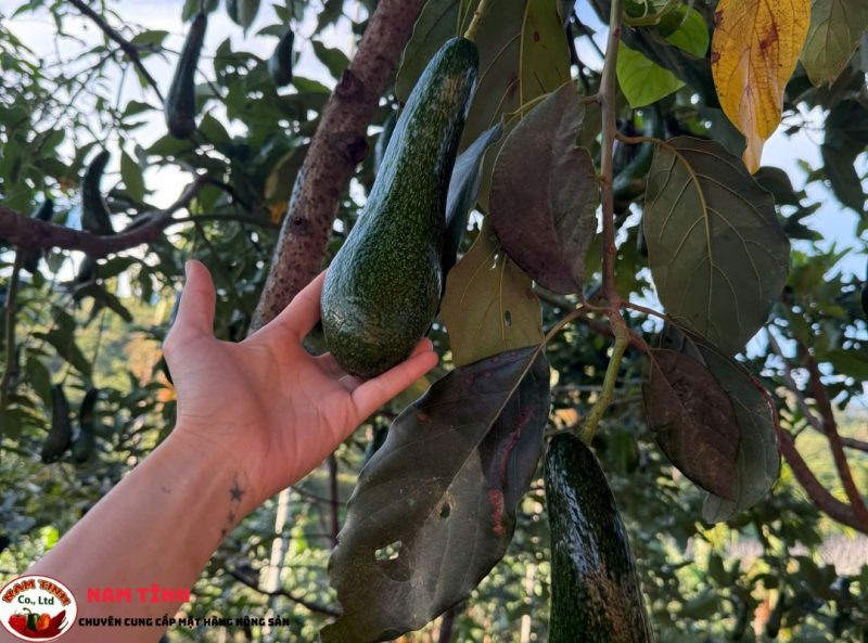 Điểm nổi bật bơ 034 Lâm Đồng