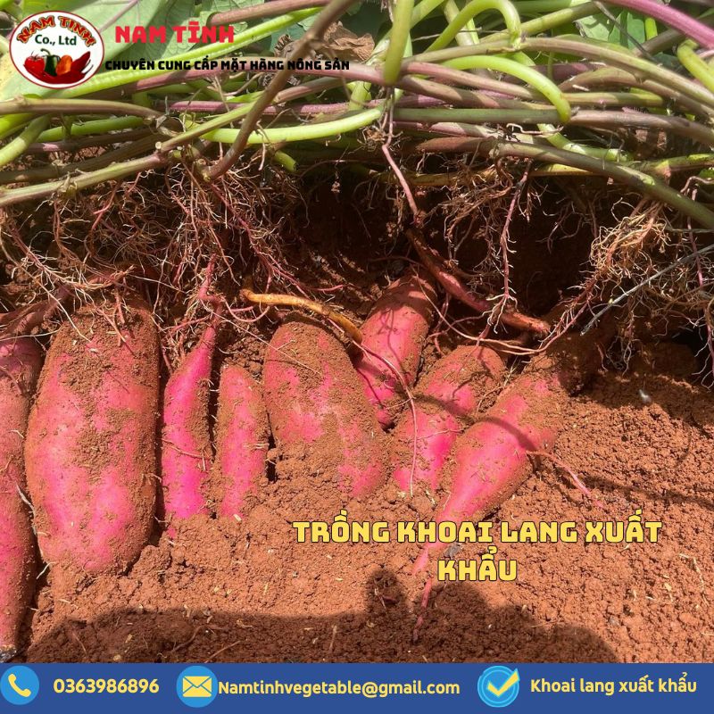 Trồng khoai lang xuất khẩu