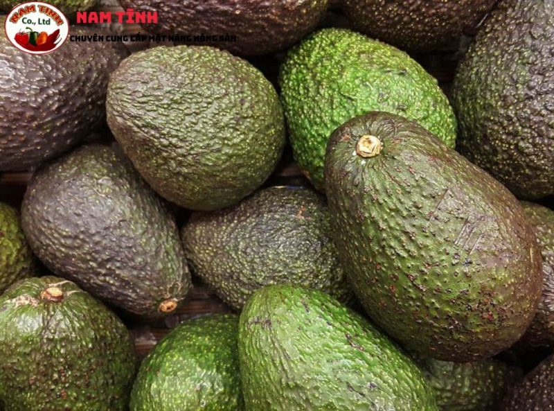Bơ hass Đà Lạt