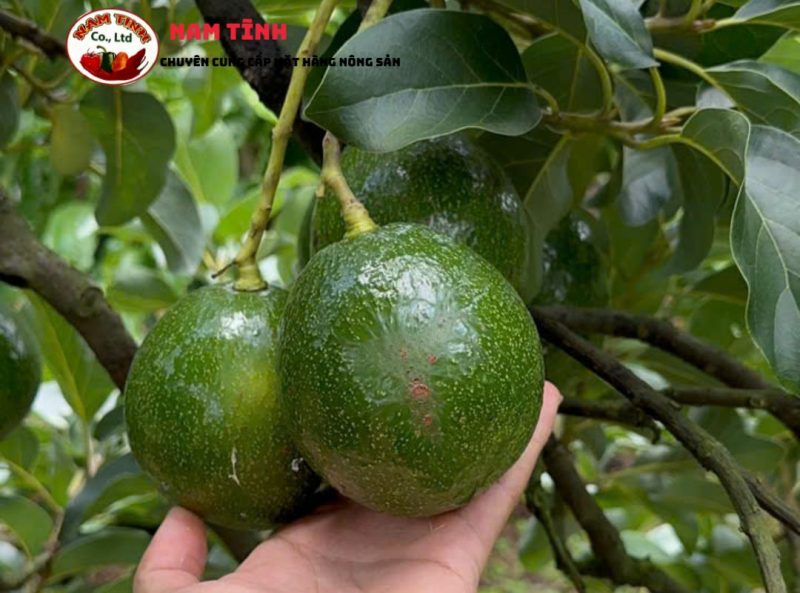 Cách bảo quản bơ booth xuất khẩu