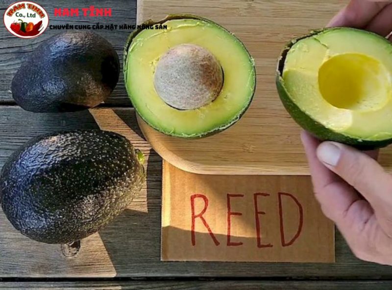 Bơ reed Lâm Đồng