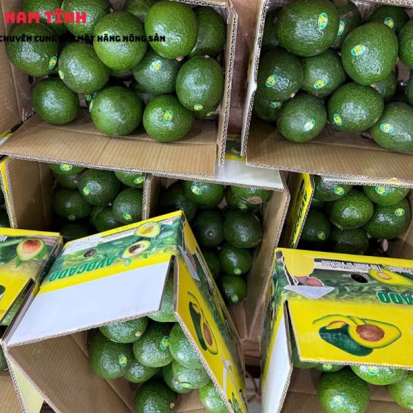 Giá bơ booth Đà Lạt