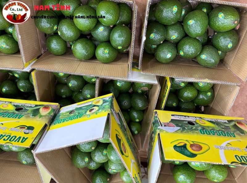 Giá bơ booth Đà Lạt
