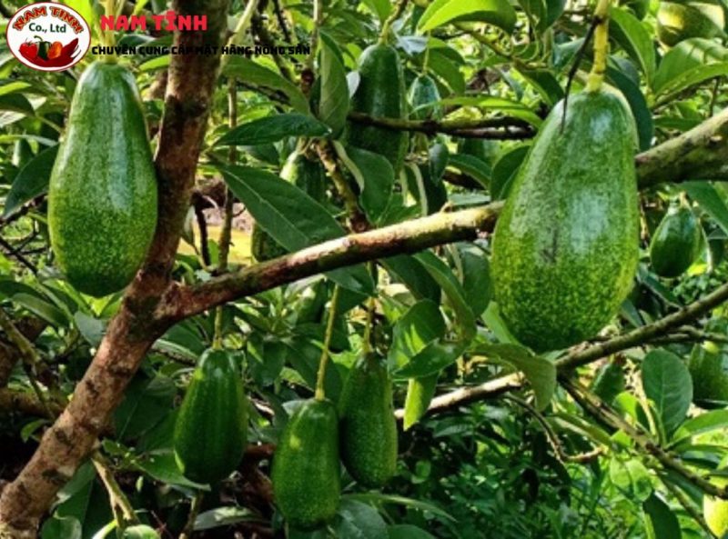 Bơ tứ quý Lâm Đồng