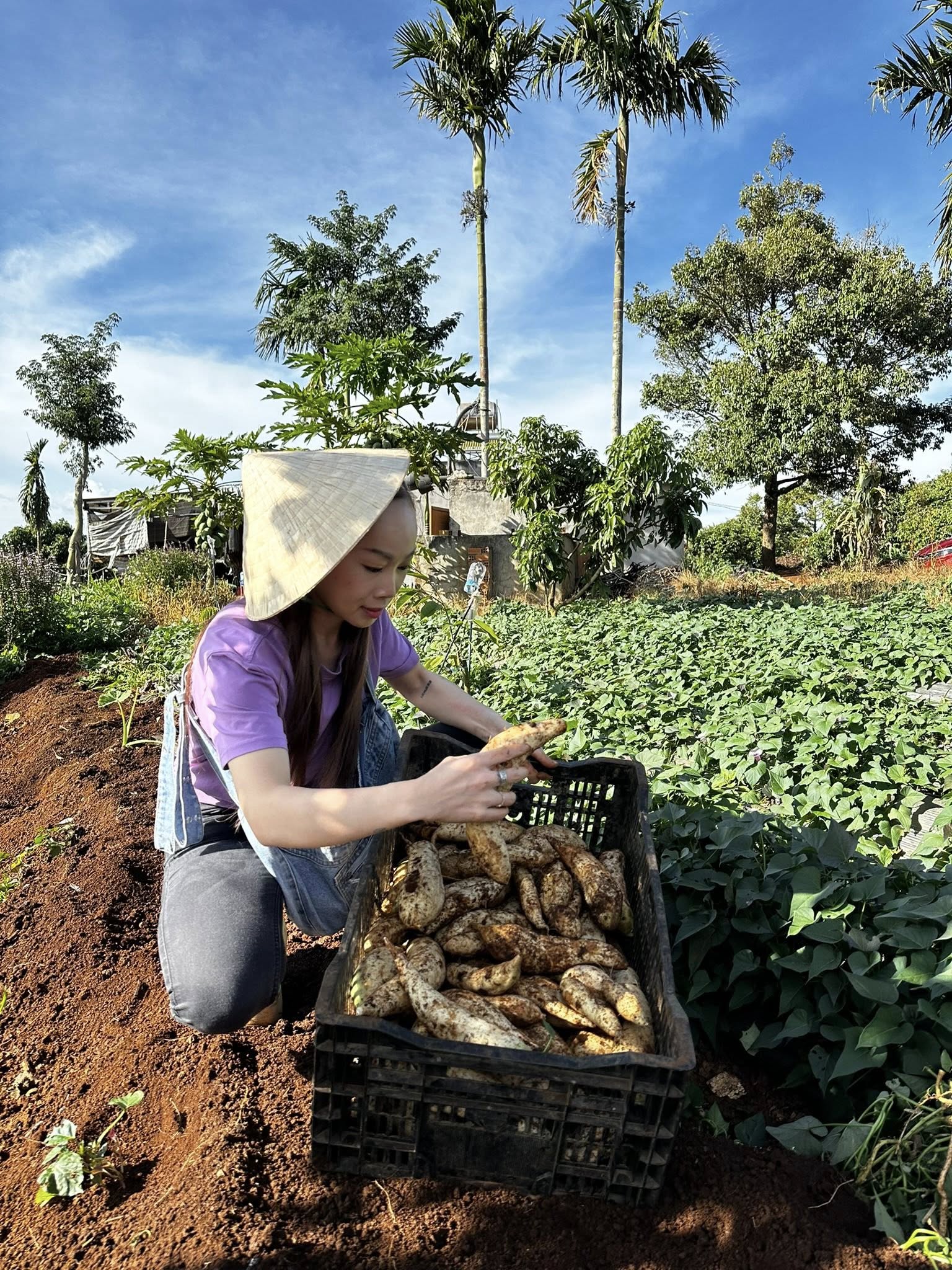 Mua khoai lang sỉ ở đâu