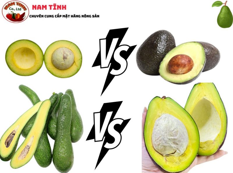 so sánh giống bơ ngon Đà Lạt