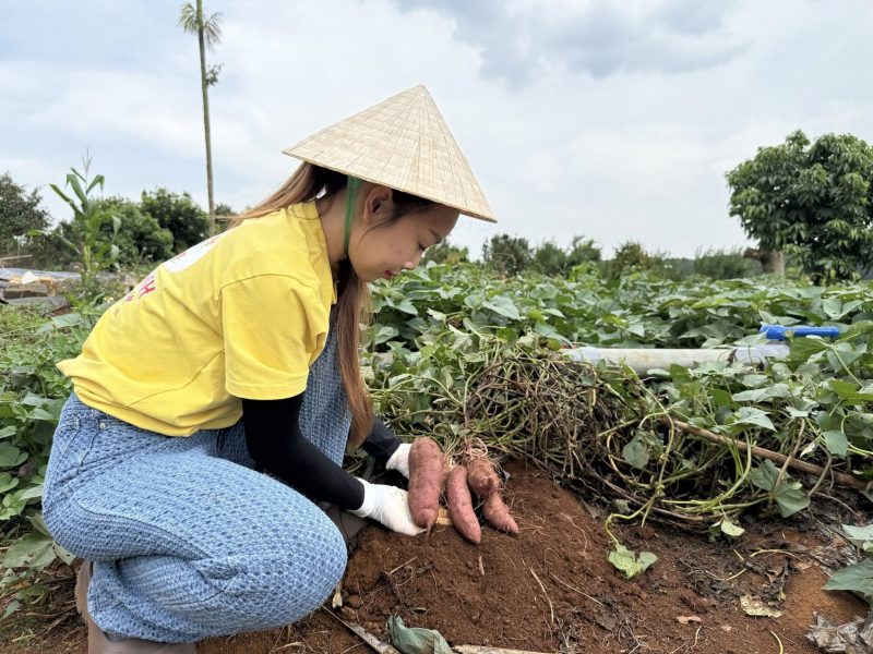 Mua Khoai lang sỉ ở đâu
