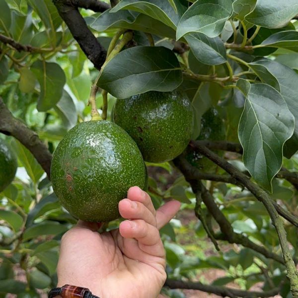 Bơ Booth Lâm Đồng