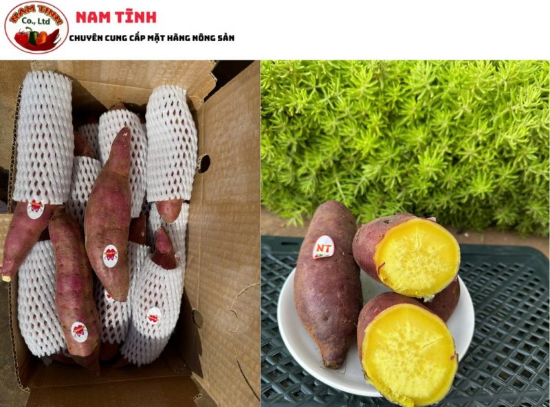 Khoai Nhật có mấy loại
