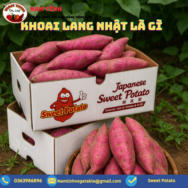 Khoai Lang Nhật là gi
