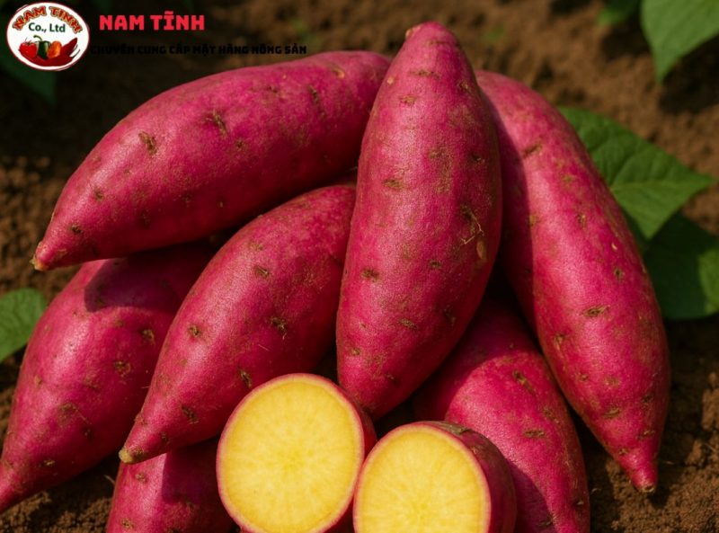 Khoai Nhật bắt nguồn từ Nhật bản