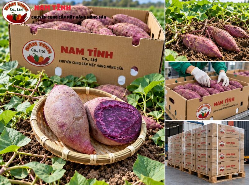 Điểm đến của khoai lang tím đến thị trường thế giới