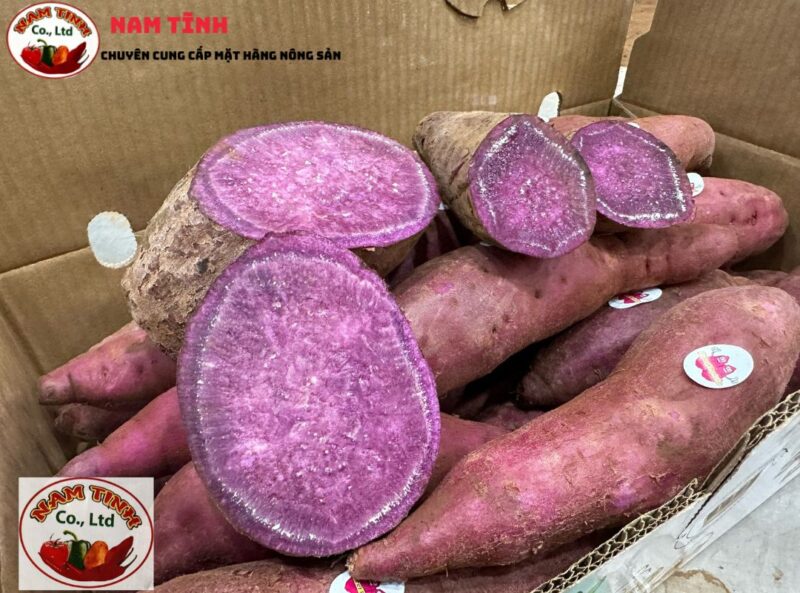 Kinh nghiệm trồng giống khoai lang tím Nam Tĩnh