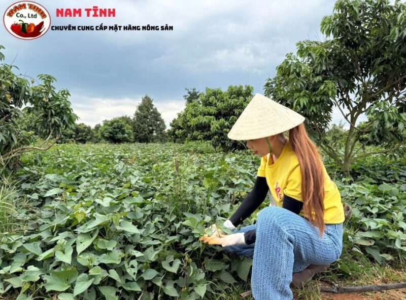 năng suất của giống khoai lang tím Nam Tĩnh
