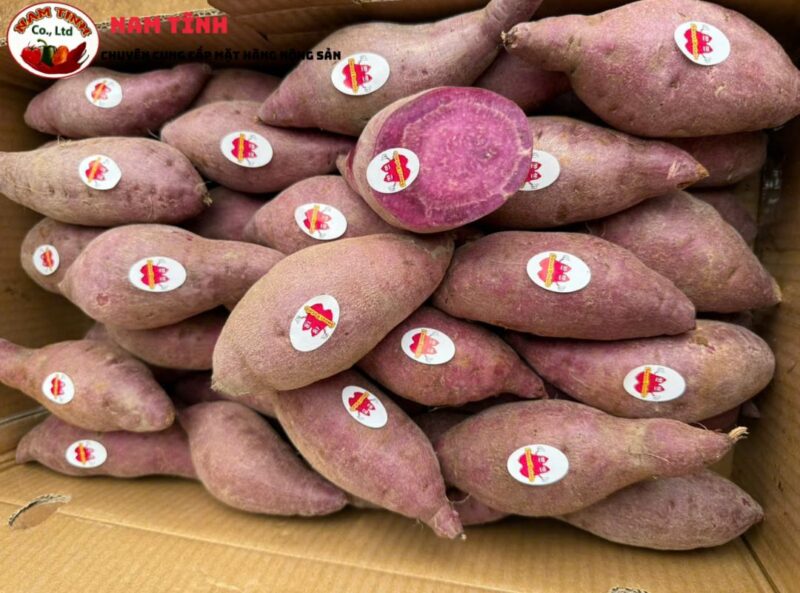 Nguồn gốc giống khoai lang tím Nam Tĩnh